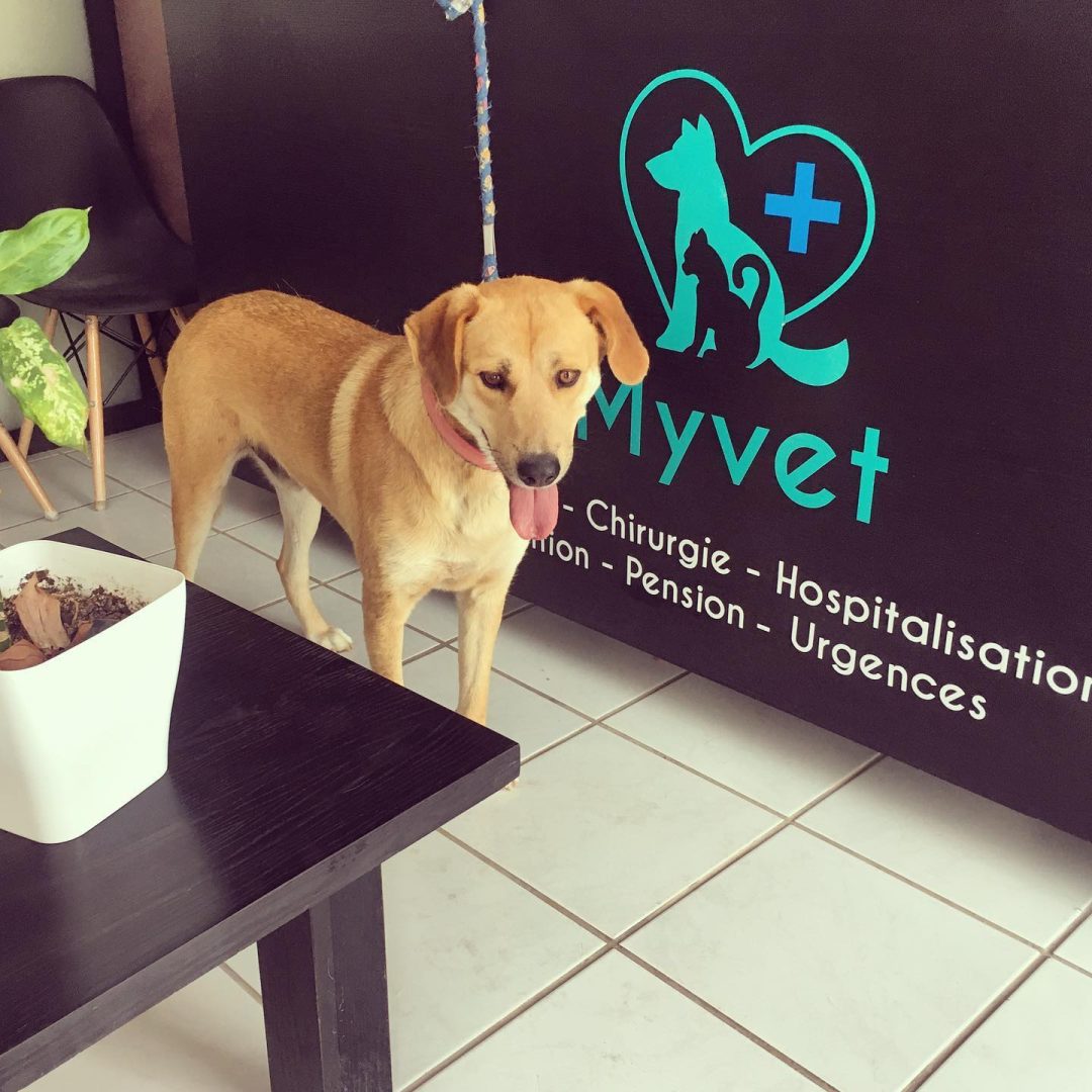 Clinique vétérinaire Myvet Clinique vétérinaire Myvet