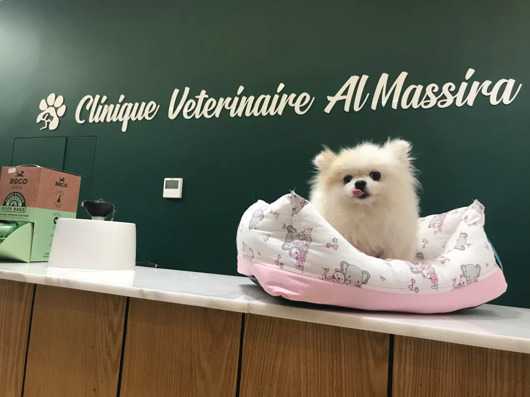 Clinique Vétérinaire Almassira Clinique Vétérinaire Almassira