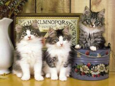 Meilleur Vétérinaire à Kénitra Vétérinaire à Kénitra