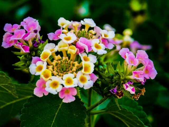 Découvrez le secret de la fleur de Lantana