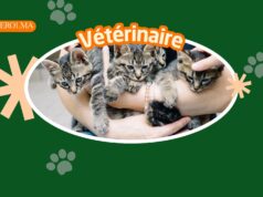 Meilleur vétérinaire à Meknès vétérinaire à Meknès