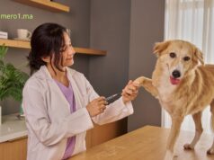 Meilleur vétérinaire à Agadir vétérinaire à agadir